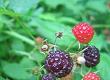 Eating Berries and Plants to Survive
