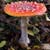 Identifying Poisonous And Dangerous Foods